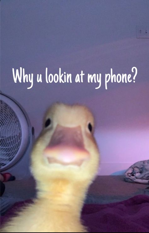 Funny Lock Screen, Funny Quotes Wallpaper, Funny Lock Screen Wallpaper, Funny Lockscreen, Phone Humor, Funny Pix, Funny Phone Wallpaper, Funny Animal Jokes, Funny Wallpaper