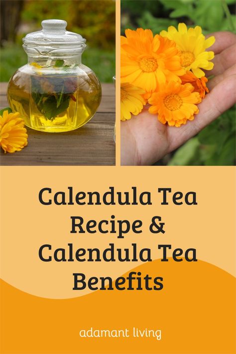 Calendula Tincture Recipes, Benefits Of Calendula Tea, Calendula Tea Benefits, Calendula Flower Benefits, Medicinal Herbs Recipes, Calendula Tincture, Healing Tea Recipes, Herbs Recipes, Dried Calendula