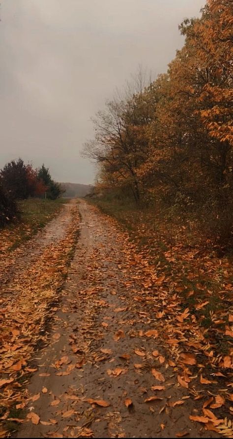 Pretty Fall Pictures Aesthetic, Northeast Fall Aesthetic, Rainy Day Forest Aesthetic, Fall In The Forest, Autumn Aesthetic 2023, Cute Wallpapers Fall Aesthetic, Fall Country Aesthetic, Fall Aesthetic 2023, Autumn Core Aesthetics