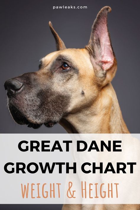 Assuming you already got your Great Dane puppy or are in the breach of deciding on buying one, it must certainly intrigue you how fast he/she is going to grow up. You are in the right place because we are going to explain all the facts about Great Dane growth that might interest any Great Dane owner. #dogs #greatdane #dogfacts #puppy Great Dane Training Tips, Grate Dane Puppies, Great Dane Growth Chart, Great Dane Aesthetic, Great Dane Tattoo, Great Dane Facts, Great Dane Size, Dog House With Porch, Great Dane Temperament