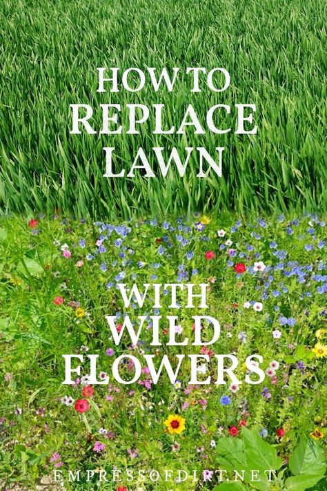 How to Replace Lawn With Wildflower Seed Mix | Empress of Dirt Meadow Backyard, Botanical Landscape, Replace Lawn, Forest Meadow, Grow Wildflowers, Lawn Alternatives, Wild Flower Meadow, Meadow Garden, Garden Wallpaper