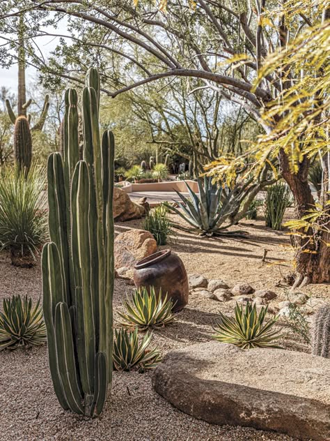 Large Desert Backyard Landscaping, Joshua Tree Landscaping Ideas, Roses And Cactus Landscape, Desert Scape Landscaping Ideas, Dessert Garden Landscape, Xeriscape Front Yard Arizona, Natural Desert Landscaping, Cycads Landscape Design, Desert Yard Landscaping