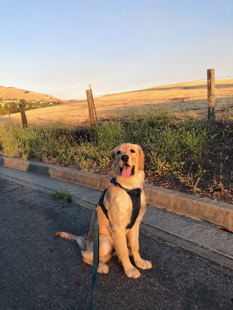 Walking A Golden Retriever, Walking Dogs Aesthetic, Dog Adventure, Dog Stories, Really Cute Dogs, Cute Dog Pictures, Dog Beach, Pet Life, Dogs Golden Retriever