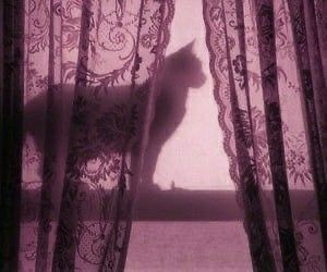 The Window, A Cat, Black Cat, Curtains, Black