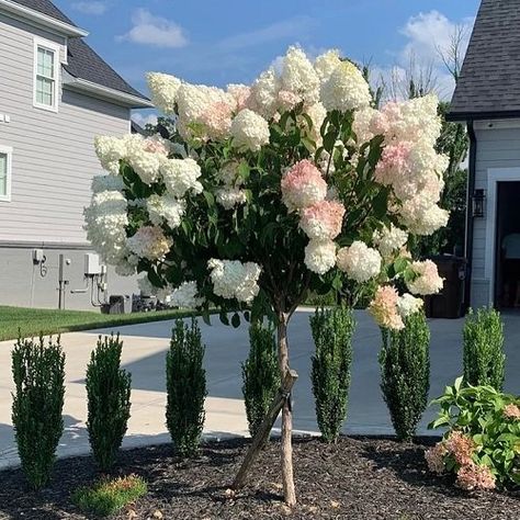 Standard Hydrangea Tree, Lime Light Hydrangea Tree, Wall Of Hydrangeas, Large Hydrangea Bush, Pee Gee Hydrangea Tree, Vanilla Strawberry Hydrangea Tree, Tall Hydrangea Bush, Peegee Hydrangea Tree, Limelight Hydrangea Tree Landscaping