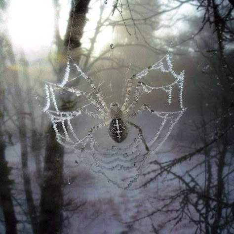 Heart Web, Grey Heart, Pretty Animals, Playlist Covers, Spider Web, Spiders, Aesthetic Photo, Dark Aesthetic, Pretty Pictures