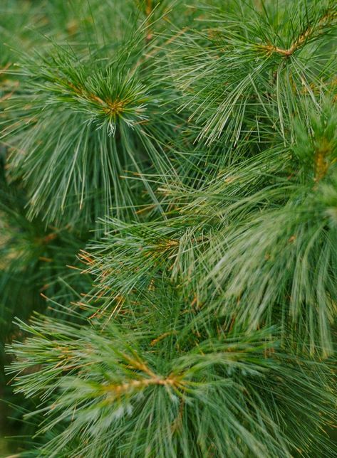 A rapid-growing, long-lived needled evergreen tree, the Eastern white pine, offers long, soft, blue-green needles and is adaptable to a range of conditions. It's native to areas of North America and makes an excellent choice for wildlife gardens. #trees #besttrees #conifers #landscaping #landscapingdesign #bhg Eastern White Pine Tree, Small Garden Trees, Trees For Small Spaces, Blue Star Juniper, Landscaping Makeover, Textures In Nature, Alberta Spruce, Picea Pungens, White Pine Tree