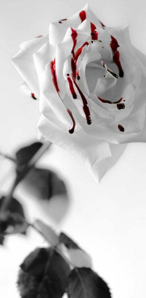 Blood Wallpaper, Red Roses Wallpaper, Dark Phone Wallpapers, Fantasy Aesthetic, Rose Wallpaper, Pretty Wallpapers Backgrounds, Red Aesthetic, Dark Wallpaper, Black Wallpaper