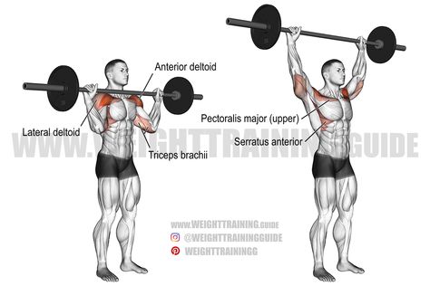 Shoulder Press Exercise, Shoulder Press Workout, One Arm Dumbbell Row, Barbell Shoulder Press, Big Biceps Workout, Pectoralis Major, Leg Day Workout, Best Shoulder Workout, Shoulder Workouts