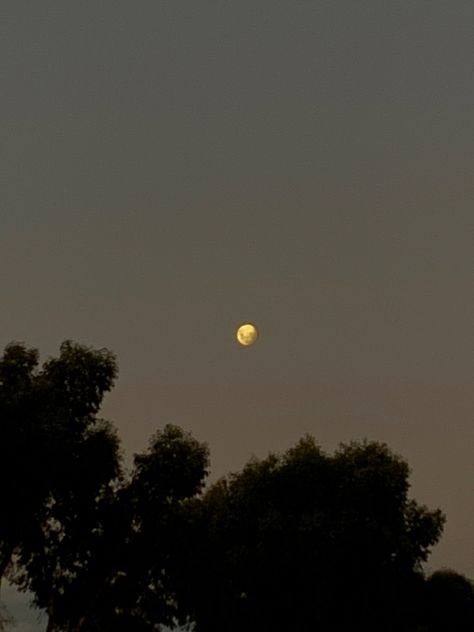 Trees with bad quality picture of the moon No Moon Sky, Half Moon Night Sky, Night Sky With Moon And Trees, Sky Tree Cloud Video Night, Full Moon Behind Clouds, The Moon, Trees, Moon