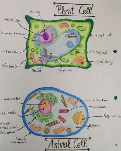 Animal Cell And Plant Cell, Learn Biology, Science Revision, Academic Comeback, Plant And Animal Cells, Gcse Revision, Study Biology, Nursing School Motivation, School Study Ideas