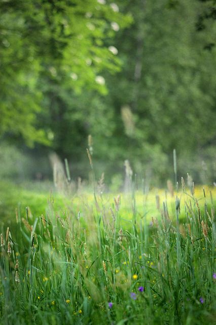 Deep in the meadow 3 by Totte. on Flickr. Grass Photoshop, Deep In The Meadow, Oasis Garden, Wild Thyme, Photoshop Digital Background, Lightroom Presets For Portraits, Blurred Background Photography, Photography Studio Background, Desktop Background Pictures