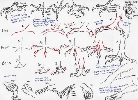 Dragon Paws, Dragon Anatomy, Paw Drawing, Art Advice, Dragon Sketch, Dragon Drawing, Bird Drawings, Art Tutorials Drawing, Art Tips