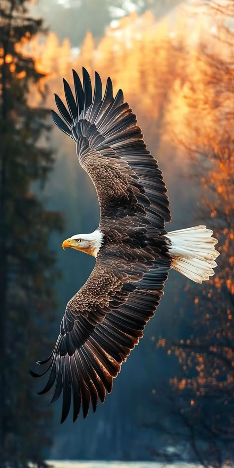 Football Wallpapers 4k, Eagles Wallpaper, Birds Photography Nature, Wild Animal Wallpaper, Buddhist Art Drawing, Wild Animals Photography, Eagle Images, Eagle Wallpaper, Eagle Pictures