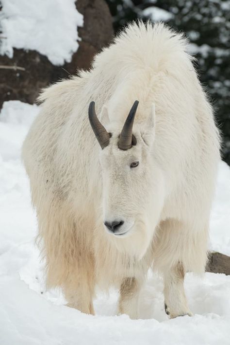 Tundra Animals, Snowy Animals, Animals Playing, Camera Illustration, Snow Animals, Land Animals, Mountain Goats, Cabin Art, Playing In The Snow