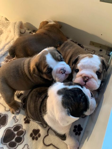 Pedigree English Bulldog Puppies For Sale Cute English Bulldog Puppies, Mini English Bulldogs, English Bulldog For Sale, American Bulldog Puppies, Mixed Puppies, Puppies For Sale Near Me, Puppies For Adoption, Bulldog Puppies For Sale, Perfect English