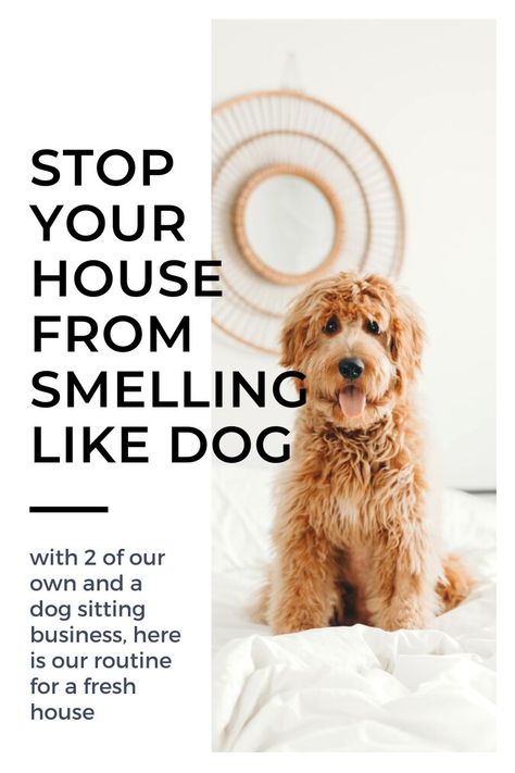 Dog Sitting Business, Dog Odor Eliminator, Stinky Dog, Smelly Dog, Pet Odor Eliminator, Dog Remedies, Pet Smell, House Smell Good, Dog Smells