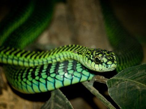 Poisonous snakes, spiders and creatures await tourists on vacation in the Seychelles. Vacations to the seychelles can be dangerous with man eating sharks, jelly fish and bugs. Colorful Snakes, Snake Venom, Dangerous Animals, Animal Facts, Reptiles And Amphibians, Black Mamba, Animals Of The World, Amphibians, Venom