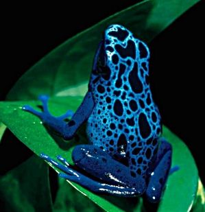 Finally, one of those drop dead gorgeous frogs. This one sort of just dropped into my lap. Poison Frog, Black Frog, Blue Frog, Amazing Frog, Poison Dart, Infectious Diseases, Dart Frog, Tree Frog, Car Rides