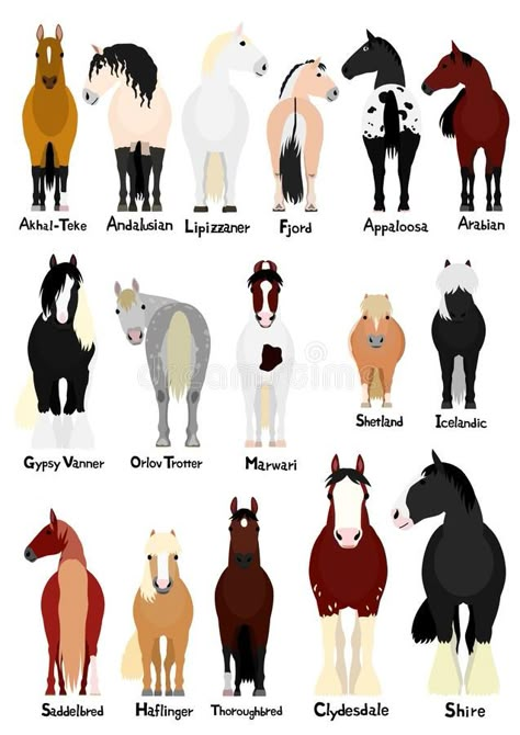 16 popular horse breeds bundle. Various popular horse breeds bundle, horses and ponies on white with breed names vector illustration Breed Of Horses, Prettiest Horse Breeds, Types Of Horses Breeds Chart, Types Of Horses Breeds, Cute Pony Drawing, Cute Horse Wallpapers, Horse Fjord, Horse Breeds Chart, Cute Horse Illustration