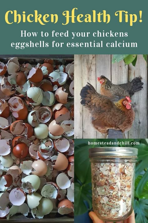 It is essential to provide laying hens with free choice calcium for healthy egg development, and to prevent serious health issues! Come learn how to properly provide eggshells or oyster shells as a calcium source for your flock. Raising Chicks, Egg Laying Chickens, Diy Chicken Coop Plans, How To Raise Chickens, Backyard Chicken Farming, Chickens And Ducks, Chicken Health, Chicken Keeping, Backyard Poultry