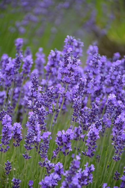 Hidcote Lavender, Lavender Hidcote, Landscape Nursery, Plant Landscape, Low Water Gardening, Herbaceous Border, Lavender Garden, English Lavender, Lavender Plant