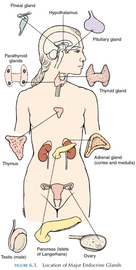 Hypothalamus - The Endocrine Glands Endocrine Glands Notes, Endocrine System Drawing, Endocrine Glands And Hormones, Endocrine System Art, Endocrine System Anatomy, Endocrine System Hormones, Endocrine System Nursing, Human Body Vocabulary, Endocrine Glands