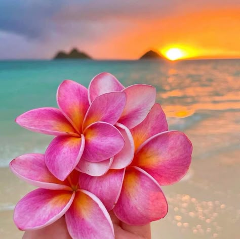 Hawaiian Aesthetic, Bright Red Flowers, Hawaii Flowers, Cute Summer Wallpapers, Beach Flowers, Plumeria Flowers, Hawaii Aloha, Nothing But Flowers, Flower Therapy