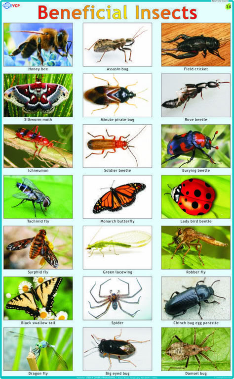 Insects Chart, Crawling Animals, Bug Identification, Insect Identification, Fruits Name In English, Insects Names, Bug Spray Recipe, Bug Hotel, Insects Theme