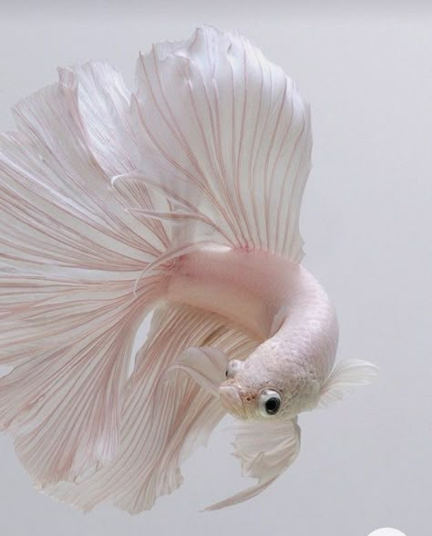 White Animal Aesthetic, Siamese Fighter Fish, Elegant Animals, Siamese Fish, Beautiful Fishes, Pretty Fish, Beta Fish, Beautiful Sea Creatures, Cute Fish