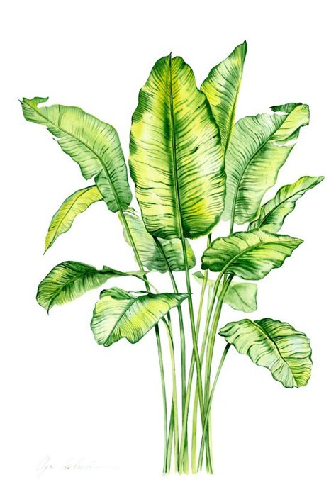 Plant Leaves Illustration, Palm Leaves Watercolor, Watercolour Palm Tree, Palm Leaves Illustration, Palm Leaf Illustration, Tropical Plants Drawing, Water Colour Tree, Vegetation Illustration, Tropical Plants Illustration