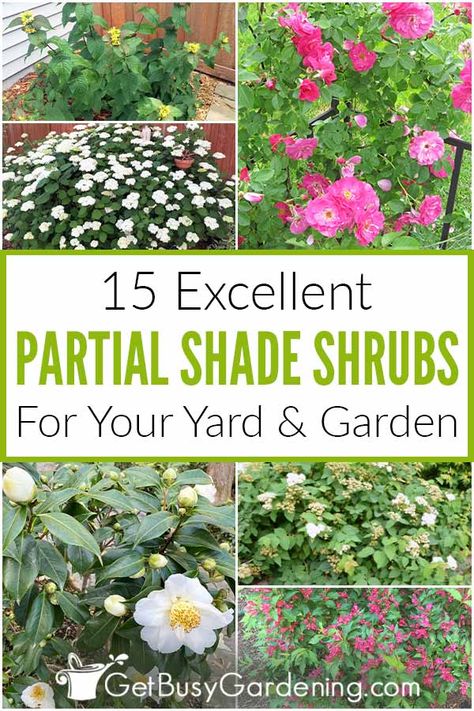 Are you trying to find shrubs that will grow in shady areas? If so, this is the list for you. Learn all about 15 partial shade shrubs that grow well in those dark areas. Whether you are looking for something big or small, flowering or evergreen, there are plenty of options for all kinds of climates. You can even find some partial shade plants that work for privacy hedges on this list. Don’t let a lack of direct sunlight limit your gardening, learn about the bushes that do well in shade. Shade Bushes, Partial Shade Perennials, Part Shade Perennials, Partial Shade Flowers, Privacy Hedges, Partial Sun Perennials, Shrubs For Landscaping, Beautiful Gardens Landscape, Shade Landscaping