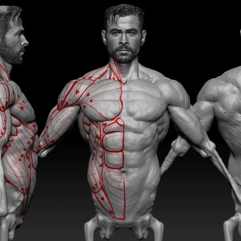 Back Body Reference, Goodnight World, Muscles Anatomy, Zbrush Anatomy, Arm Anatomy, 남성 근육, Human Anatomy For Artists, 3d Anatomy, Gross Anatomy