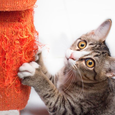 Here’s How to Keep a Cat from Scratching the Furniture Cat Deterrent Spray, Cat Deterrent, Chat Diy, Cat Scratching Furniture, Remove Pet Stains, Cat Scratchers, Curious Kids, Cat Hacks, Homemade Cat