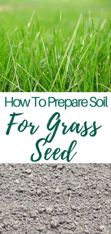 Planting Grass Seed, Planting Grass, Tattoo Plant, Growing Grass, Diy Lawn, Healthy Lawn, Grass Seed, Green Lawn, Growing Seeds