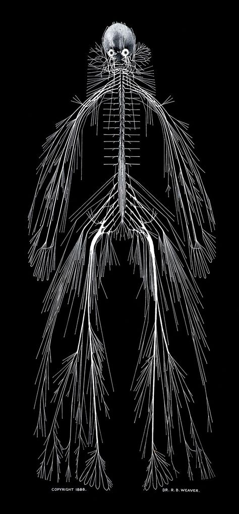 A model of the human nervous system, by Rufus Benjamin Weaver (https://pinterest.com/pin/287386019946940358/). 1888. Nervous System Anatomy, Human Nervous System, Systems Art, Brain Art, Human Body Systems, Body Horror, Human Anatomy Art, Medical Anatomy, Body Anatomy