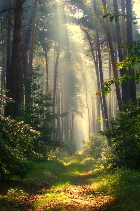 Estrada na Floresta Germany Players, 숲 사진, Mystical Forest, Walk In The Woods, Tree Forest, Magical Forest, Into The Woods, Alam Yang Indah, Nature Landscape