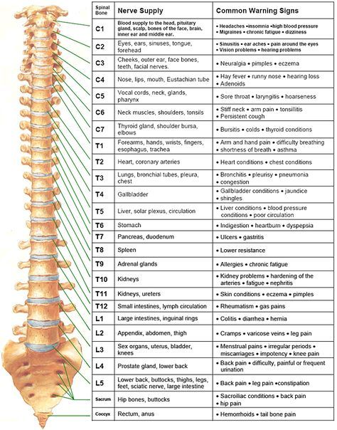 Spinal Nerve Chart  Visit Us on  http://goldcoastchiropractor.com Sistem Saraf, Massage Envy, Spinal Nerve, Spine Health, Human Skeleton, Massage Benefits, Medical Anatomy, Chiropractic Care, Anatomy And Physiology