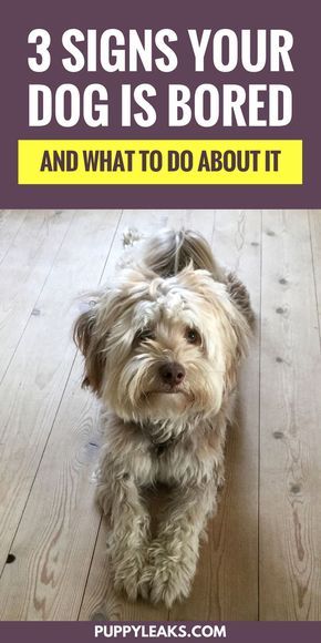 Dog Boredom, Puppy Obedience Training, Dog Body Language, Dog Minding, Positive Dog Training, Easiest Dogs To Train, Basic Dog Training, House Training Dogs, Dog Training Advice