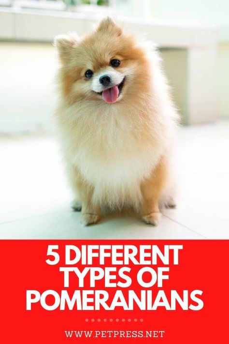 different types of pomeranians Cute Pomeranian Haircut, Pomeranian Types, Fox Pomeranian, Fox Face Pomeranian, Pomeranian Puppy Haircut, Pomeranian Puppy Training, Cute Pomeranian Puppies, Parti Pomeranian, Ginger Facts