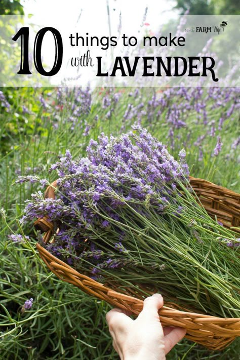 Lavender Uses, Lavender Crafts, Lavender Leaves, Lavender Recipes, Lavender Plant, Lavender Farm, Local Farmers Market, Healing Herbs, Farmer's Market