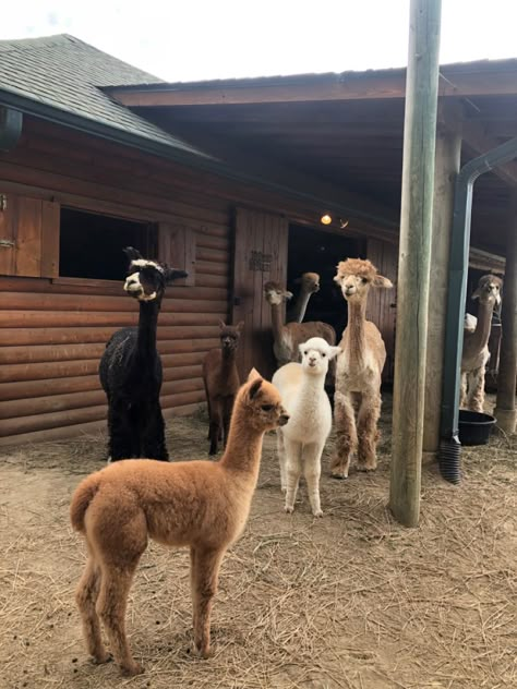 Alpaca Farm Photoshoot, Alpaca Farm Aesthetic, Petting Zoo Farm Aesthetic, Alpaca Enclosure, Farm Animal Enclosures, Alpaca House, Country Lifestyle Farm Life, Alpaca Aesthetic, Family Playground