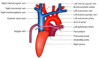 Pin On Anatomy