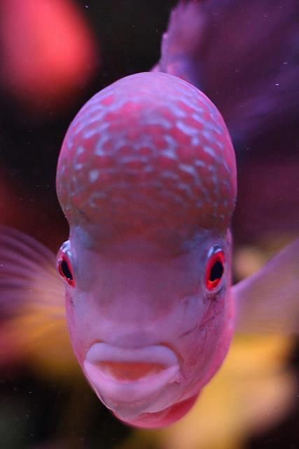 Fish Front View, Big Eyed Fish, Pink Mood Board, Fish Makeup, Sea Life Animals, Giant Fish, Parade Float, Exotic Animals, Phish