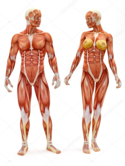 Human Anatomy Picture, Human Anatomy Female, Concept Art Landscape, 남성 근육, Human Muscle Anatomy, Anatomy Images, Human Body Organs, Female Anatomy Reference, Man Anatomy