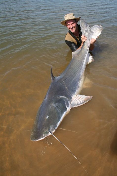 Piraiba catfish taken by Franck in the Amoazon Giant Catfish, River Fish, Sea Sports, Monster Fish, River Monsters, Painted Fish, Catfish Fishing, Monster Fishing, Fishing Photos