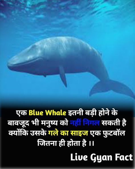 Human Fact In Hindi, Real Facts In Hindi, Top 3 Human Facts, Top 10 Facts In Hindi, World Facts In Hindi, Interesting Facts In Hindi And Short, Amazing Facts About Animals In Hindi, Top 10 Amazing Facts In Hindi, Fact About Animals In Hindi