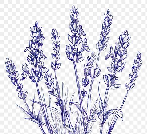 Lavender Drawing Simple, Lavender Flowers Drawing, Lavender Plant Drawing, Lavender Flower Drawing, Lavender Line Art, Lavender Sketch, Vintage Flower Border, Lavender Drawing, Lavender Graphic