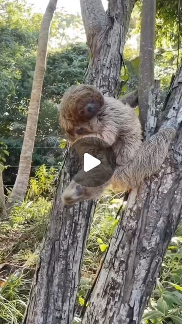 Travel | Vacations | Nature on Instagram: "@aruaavesenatureza —During this season, the young Bradypus torquatus are growing and beginning to rely less on their mothers for nourishment as they feed on tree leaves. However, they stay close to their mothers at all times. One of the young sloths stumbled and fell, but a guide helped it back into its mother’s lap, ensuring that the mother did not become agitated and that the young sloth was not injured.  Although it may have appeared that the mother sloth was grateful, it’s important to remember that sloths are wild animals and may use their arms to defend themselves or warn others to stay away. If you encounter a wild animal in distress, seek assistance from someone with experience in handling them.  🎥 @aruaavesenatureza 📍Praia do Forte, Bra Cute Wild Animals Videos, Sloth Template, Sloth Gif, Cute Sloth Pictures, Sloth Photos, Smiling Sloth, Funny Wild Animals, Animals Doing Funny Things, Sloth Animal