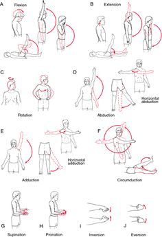 pictures of exercises for stroke patients | range of motion exercise - definition of range of motion exercise in ... Medical Dictionary, Occupational Therapy Assistant, Occupational Therapy Activities, Physical Therapy Exercises, Human Anatomy And Physiology, Hand Therapy, Medical Anatomy, Anatomy Physiology, Medical Terms